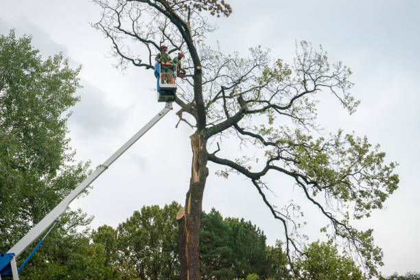 Reliable Wesley Hills, NY  Tree Services Solutions