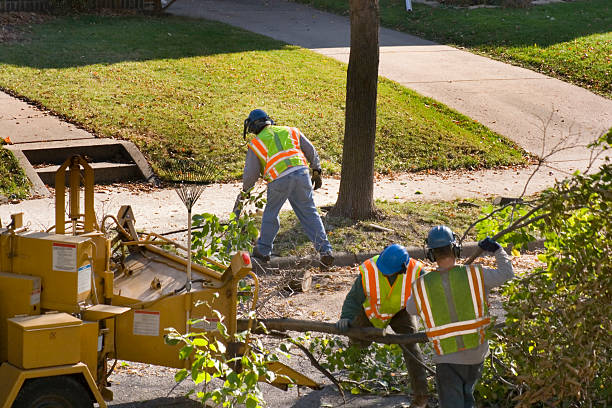 How Our Tree Care Process Works  in  Wesley Hills, NY